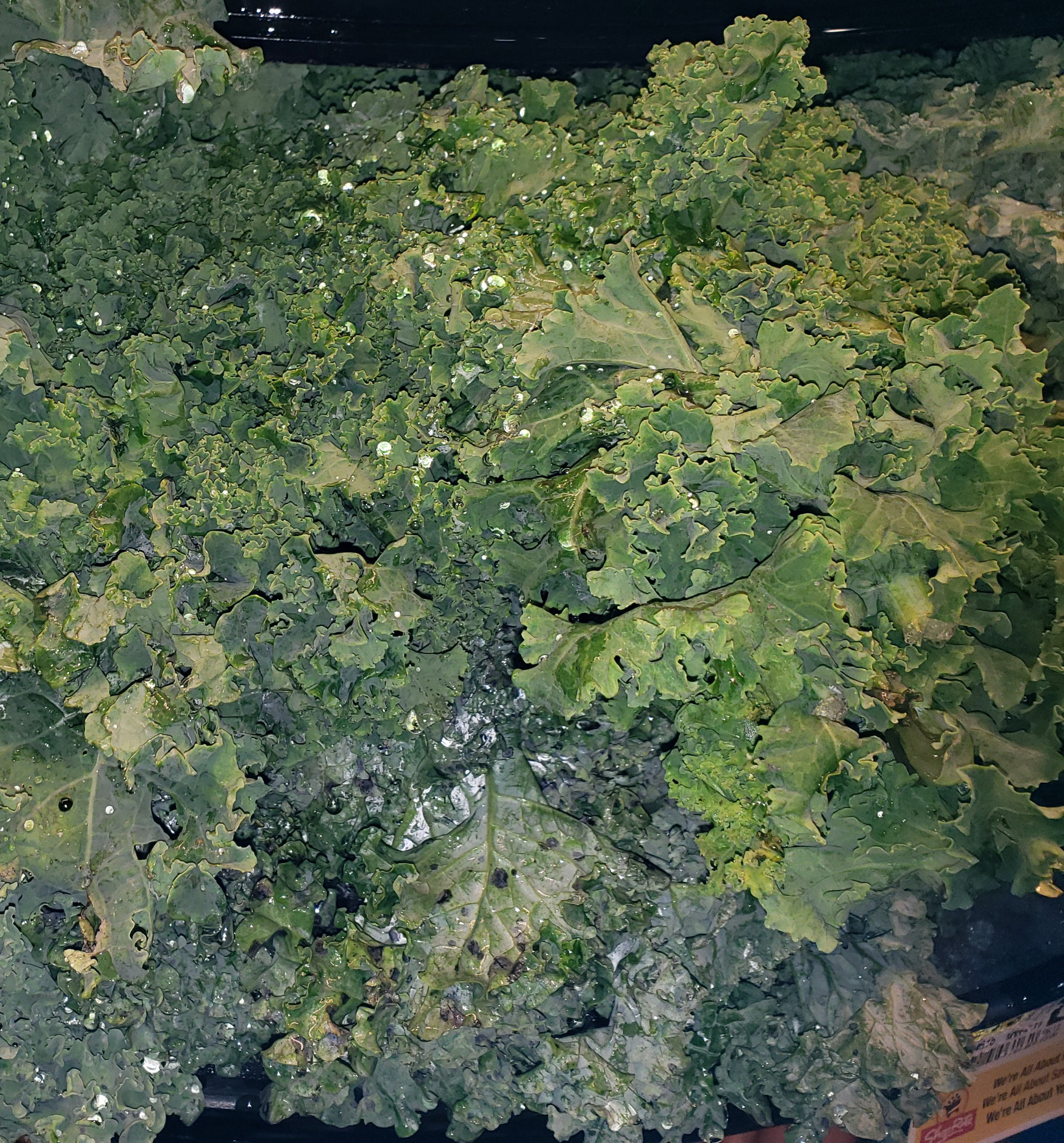 Greens — Mustard (Synonymous with Gai (Gui) Choy)