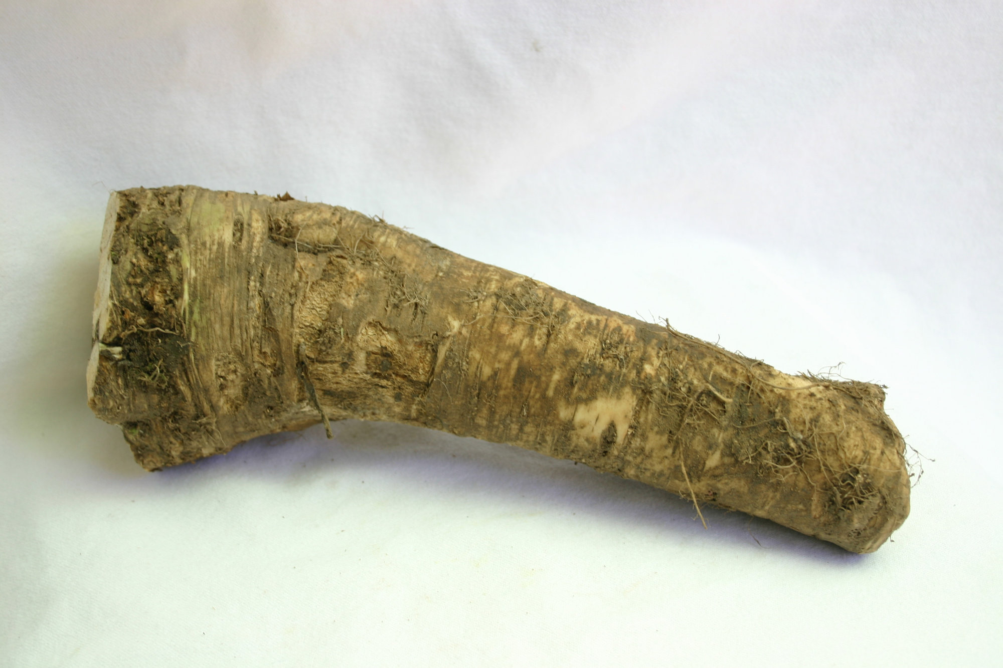 Horseradish Root