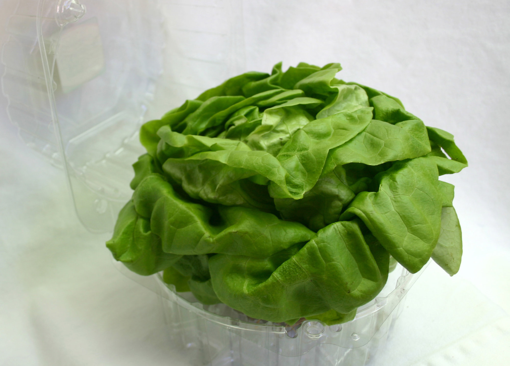 Lettuce — Boston/Butter