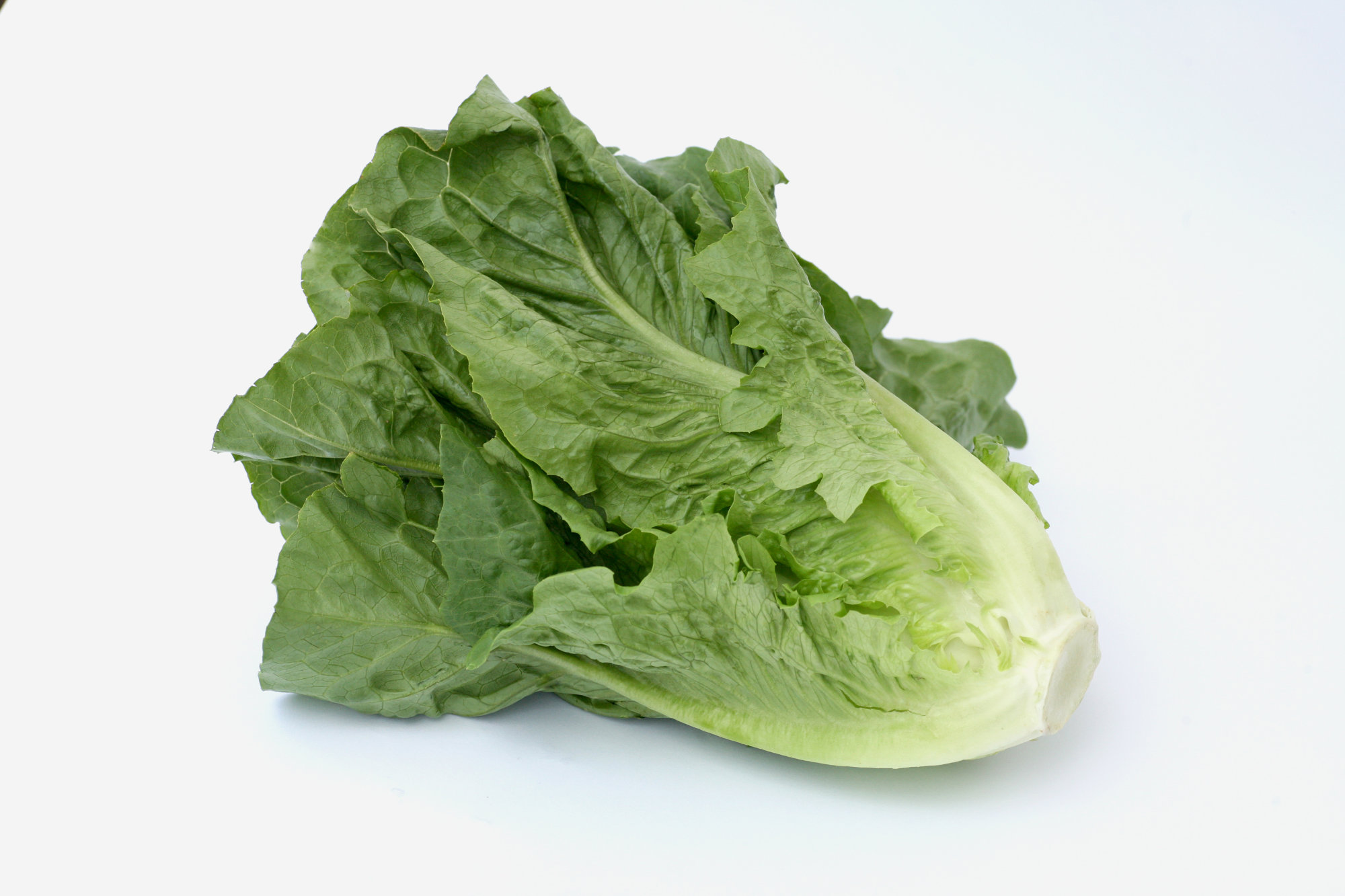 Lettuce — Romaine/Cos