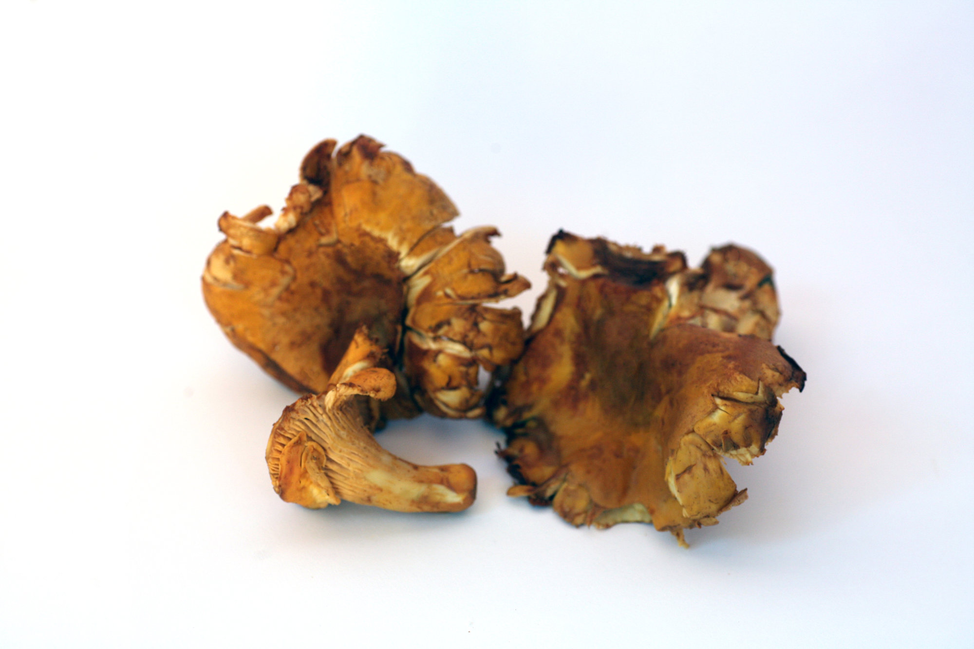 Mushrooms — Chanterelle