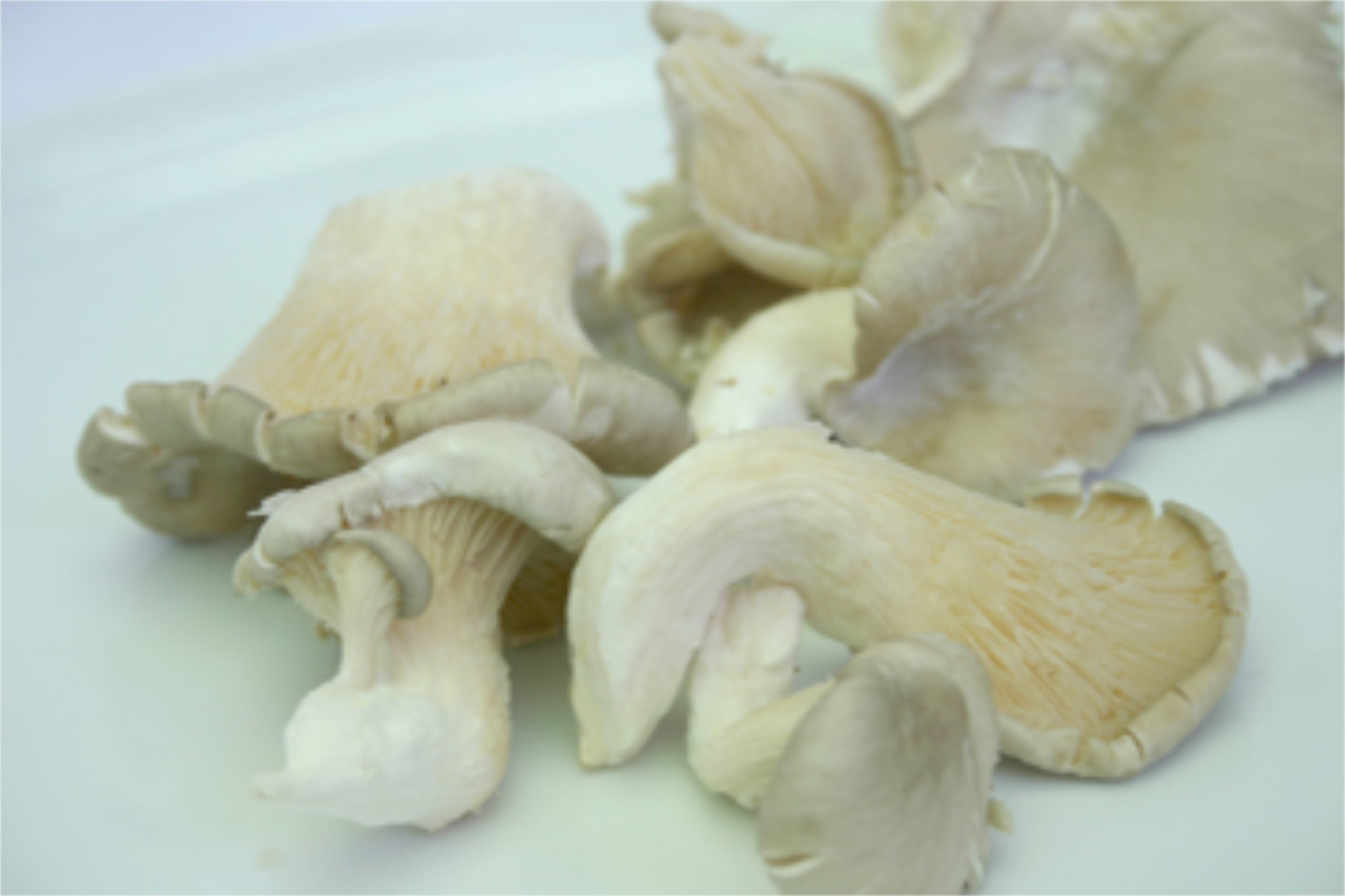 Mushrooms — Oyster