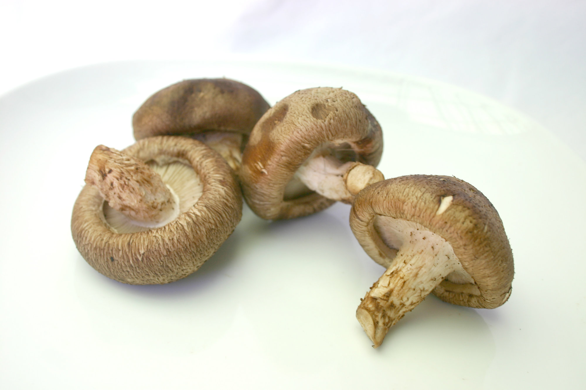 Mushrooms — Shiitake