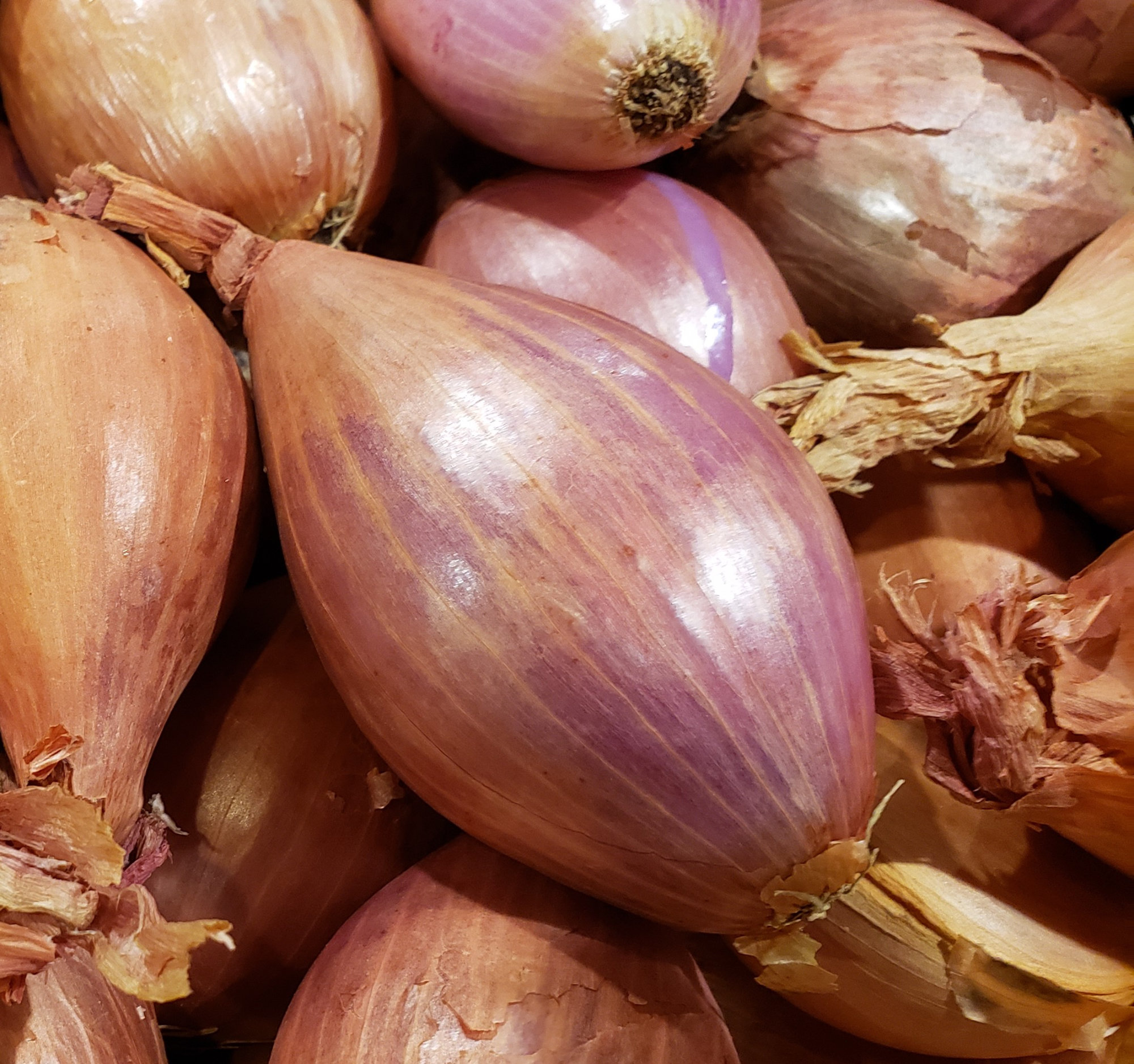 Onions — Shallots