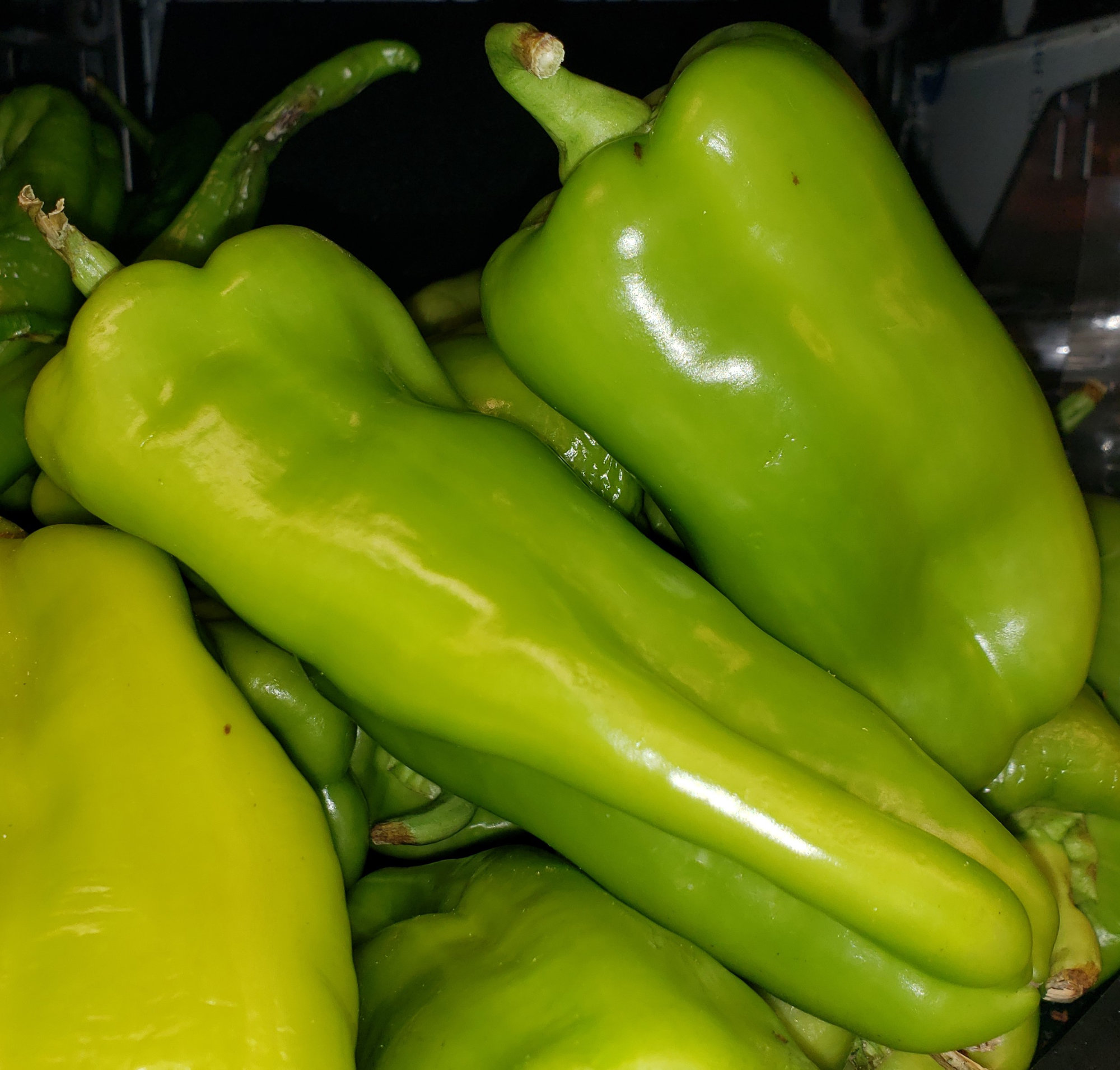 Peppers (Capsicums) — Cubanelle