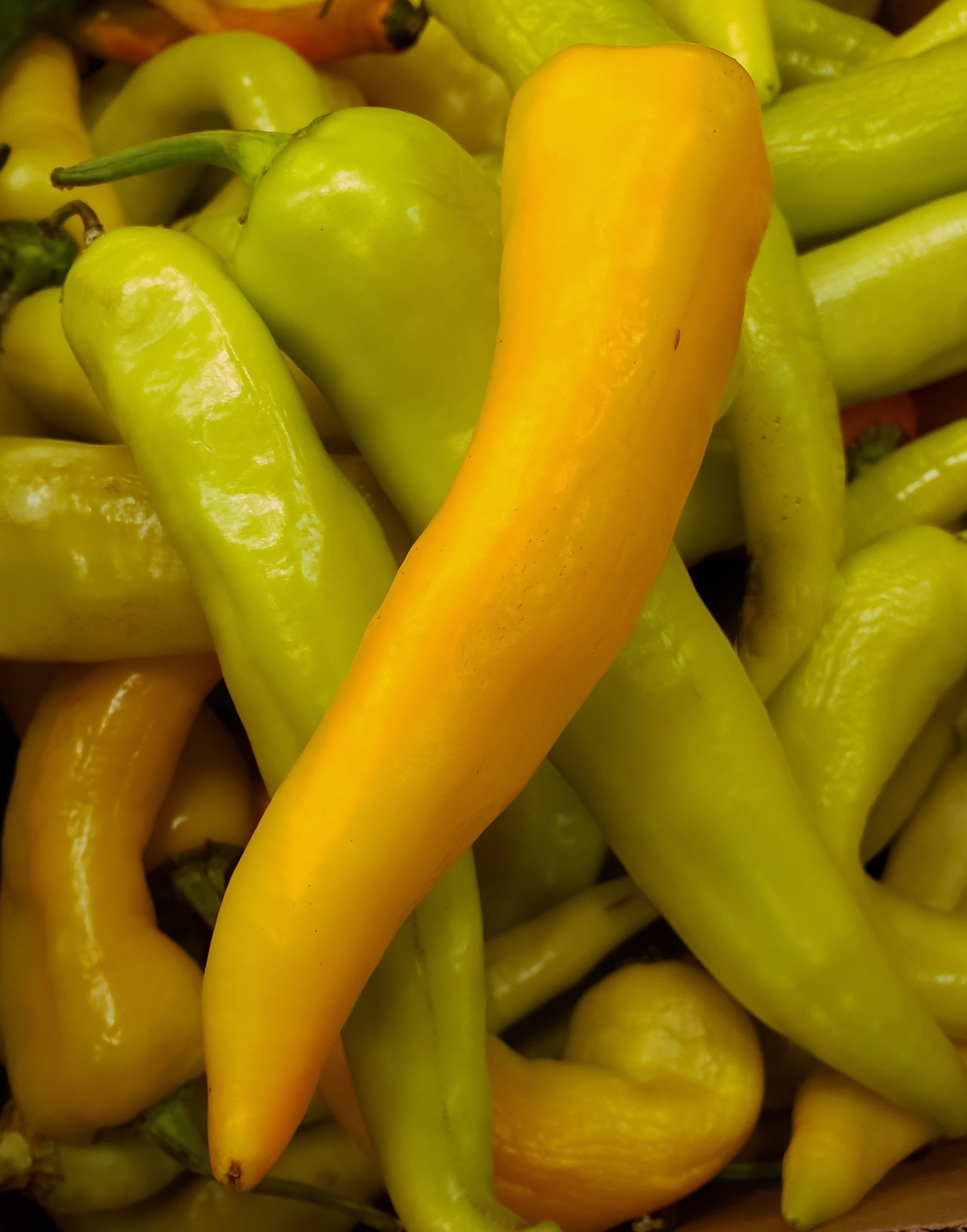 Peppers (Capsicums) — Hungarian Wax