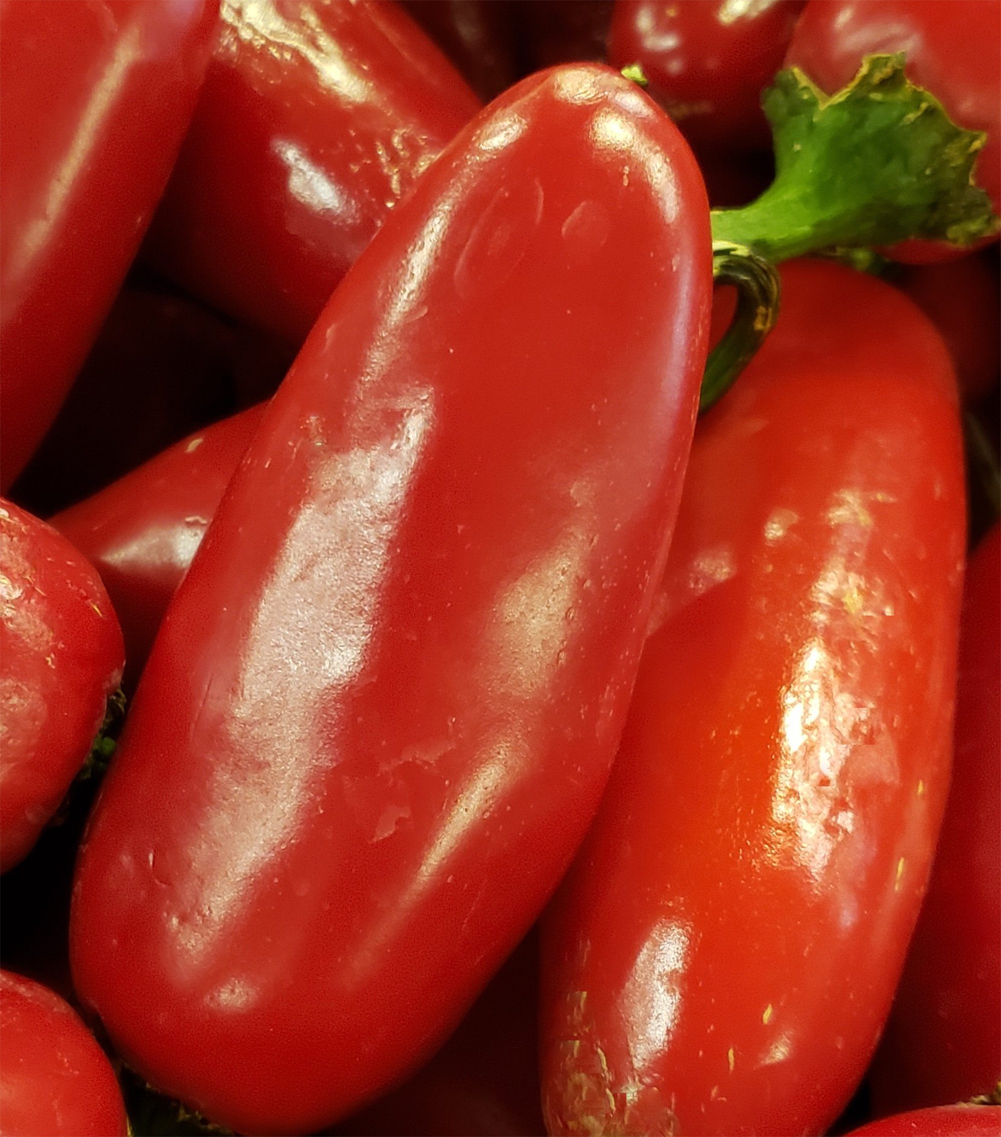 Peppers (Capsicums) — Jalapeno - Red/Mexican Red