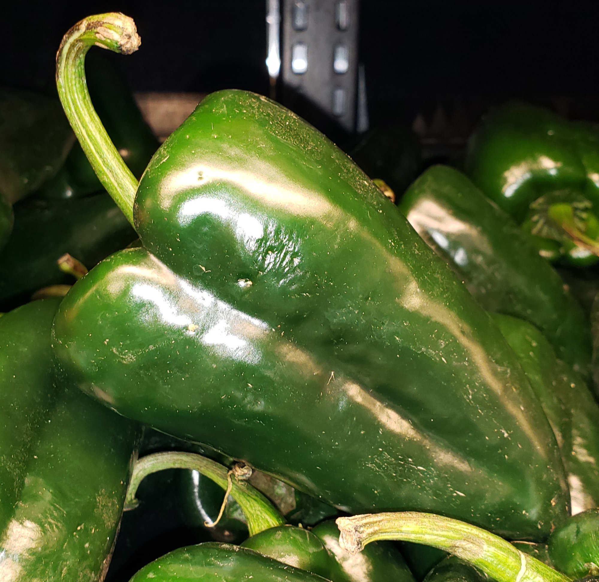 Peppers (Capsicums) — Poblano