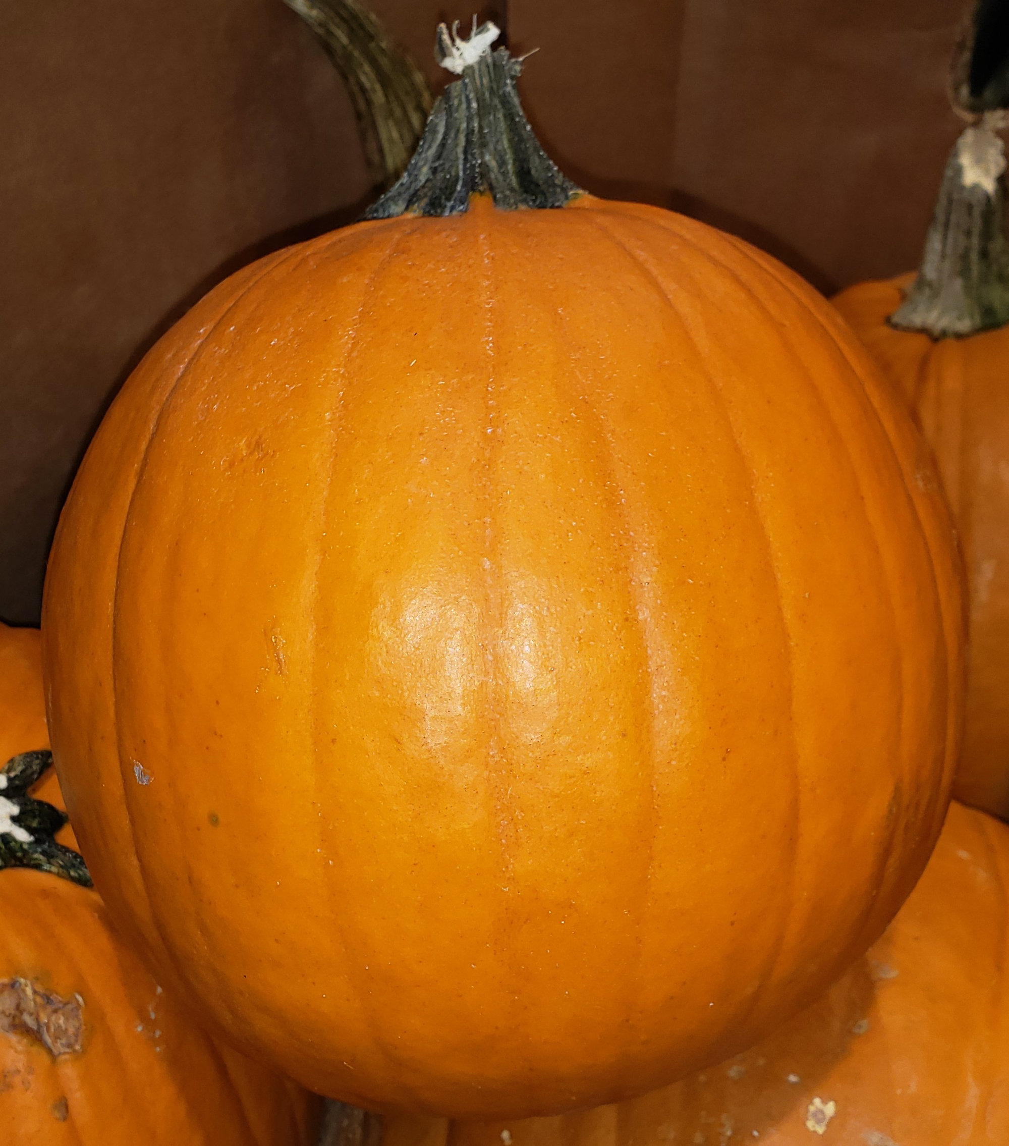 Pumpkin — Regular