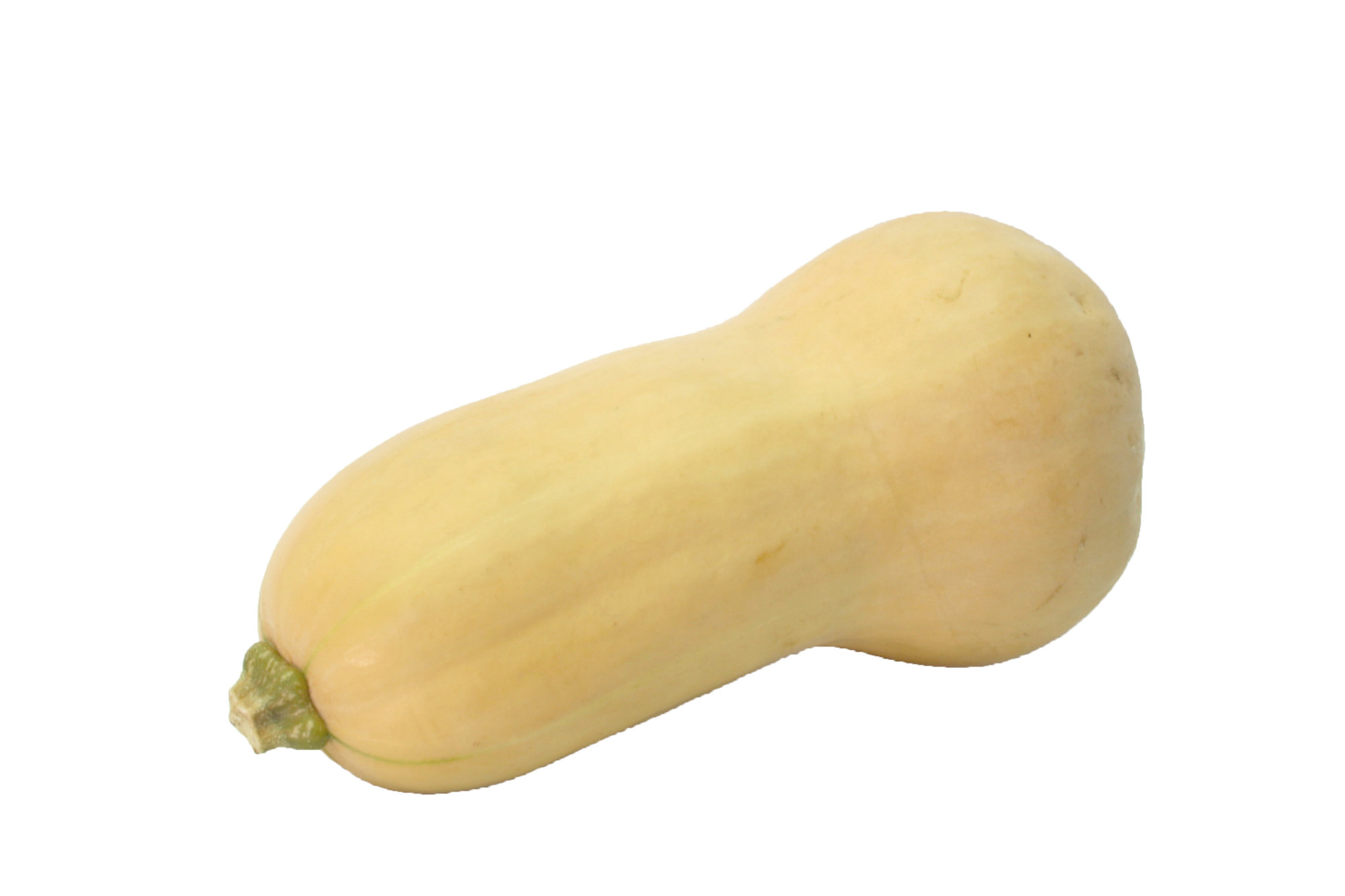 Squash — Butternut