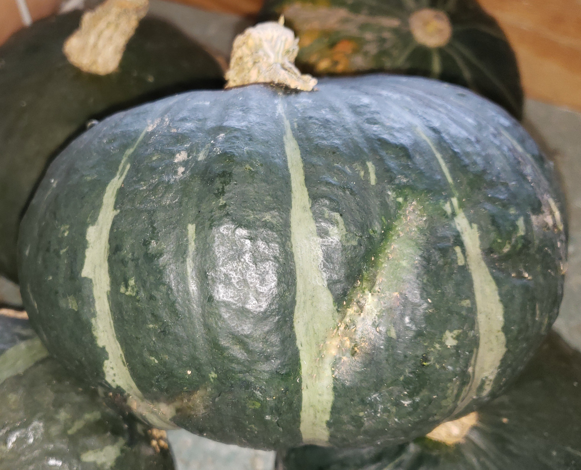 Squash — Kabocha