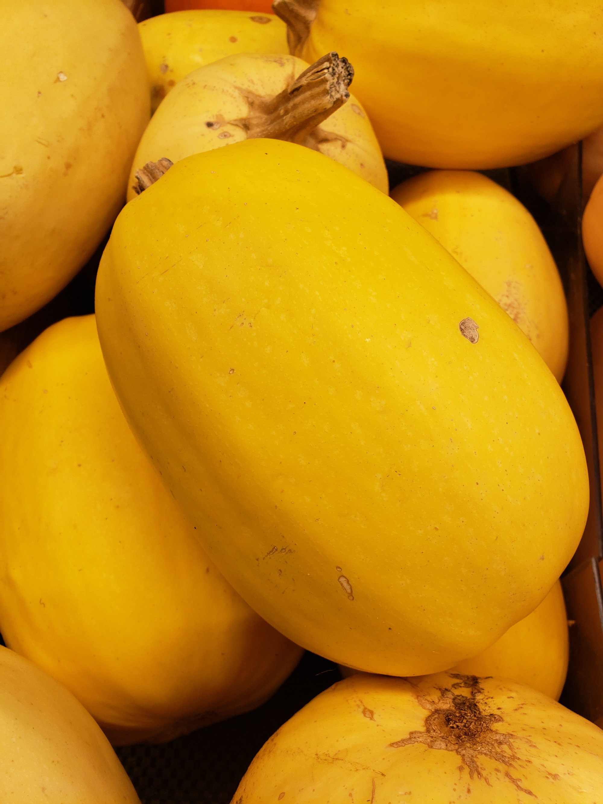 Squash — Spaghetti/Vegetable Spaghetti