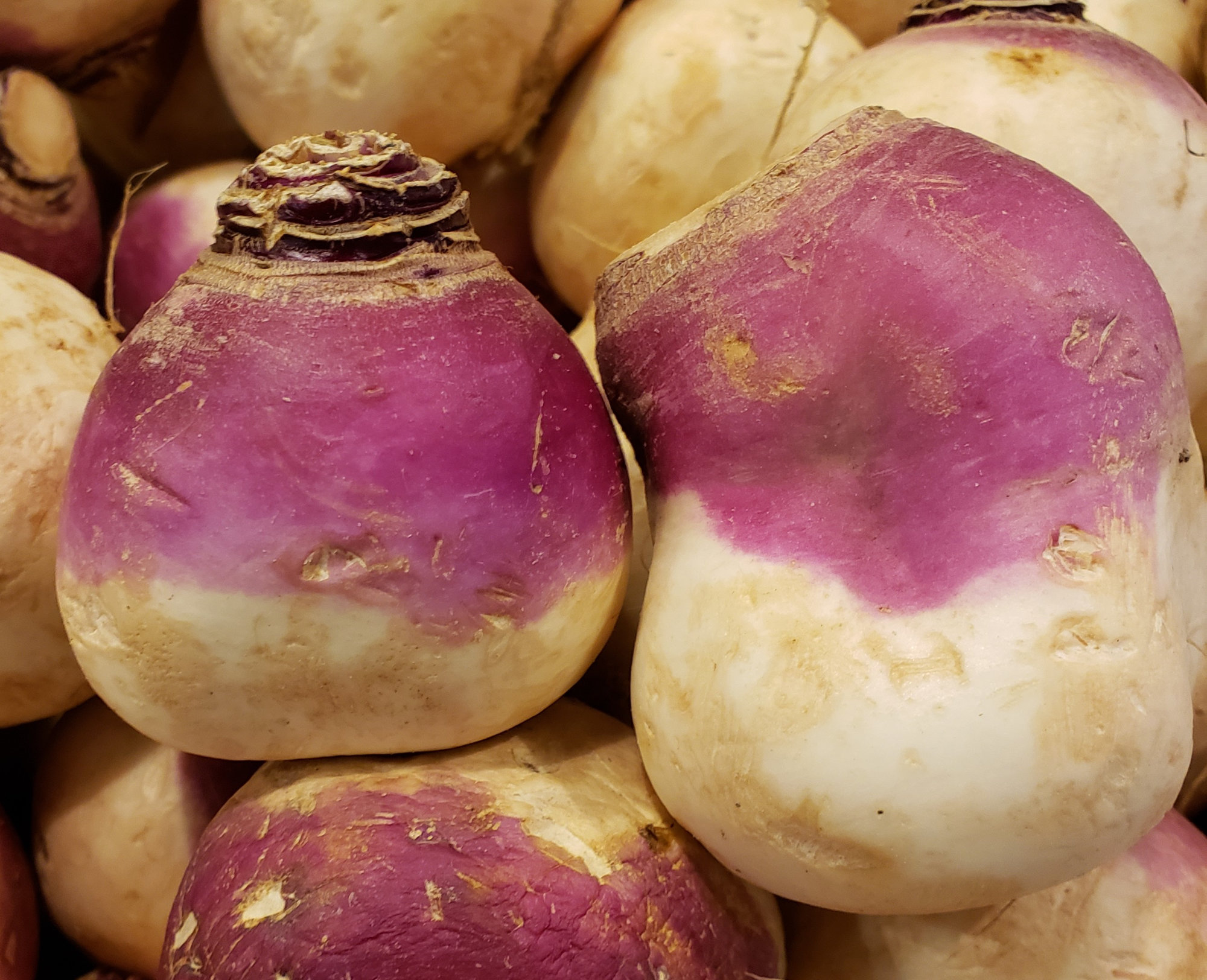 Turnip — Purple Top