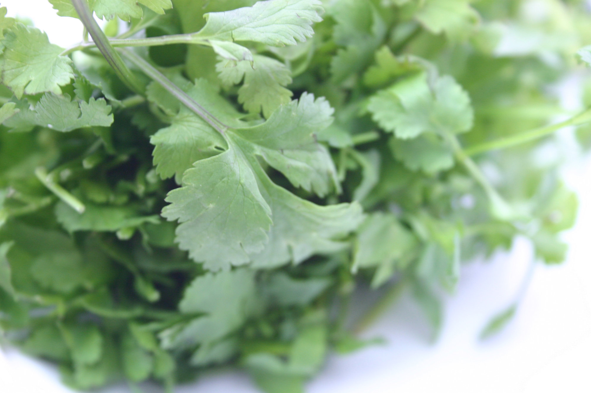 Cilantro (Chinese Parsley/coriander)