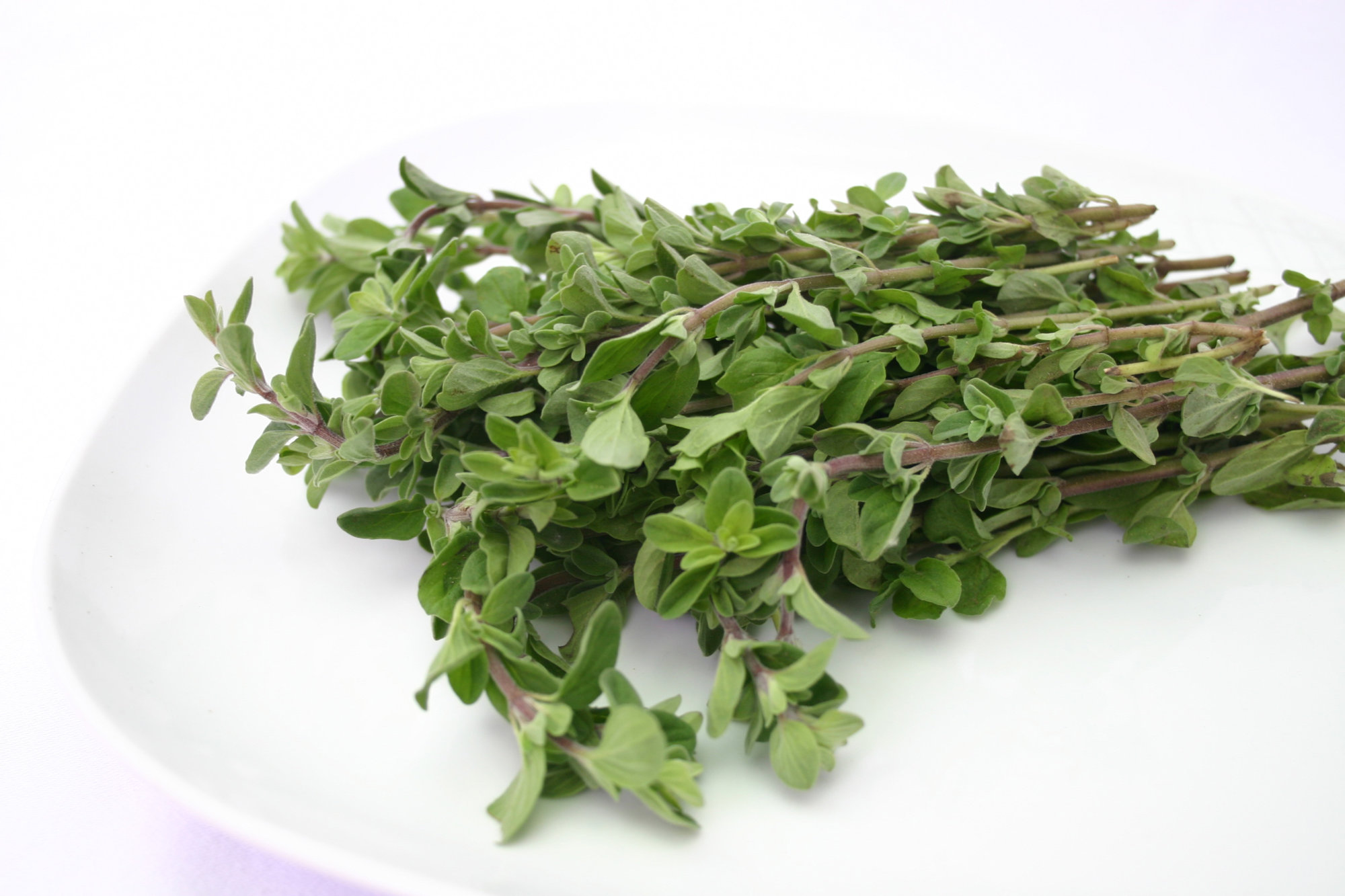 Marjoram