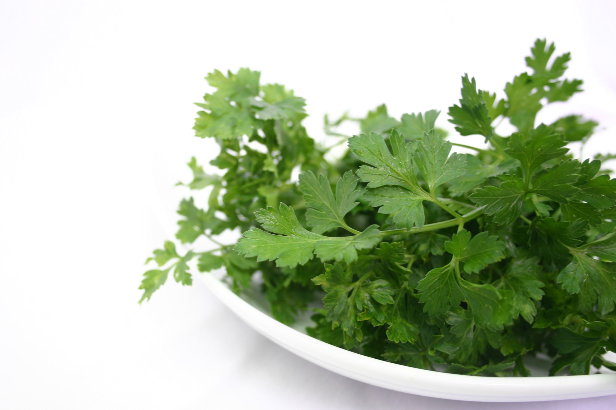 Parsley — Italian/Continental/French