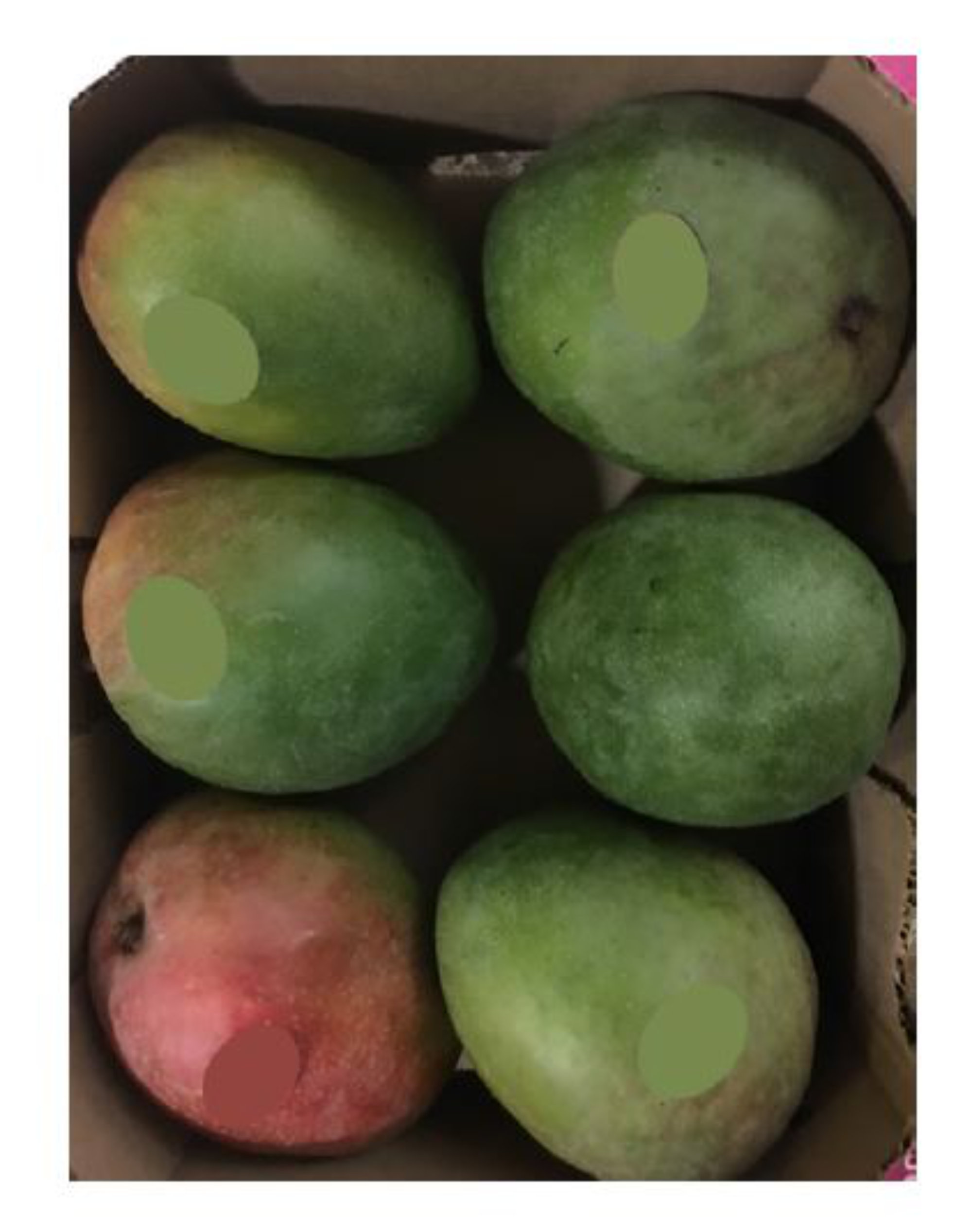 Mango — Red (Includes Tommy Atkins, Kent, Palmer Vandyke, Edward, Hayden)