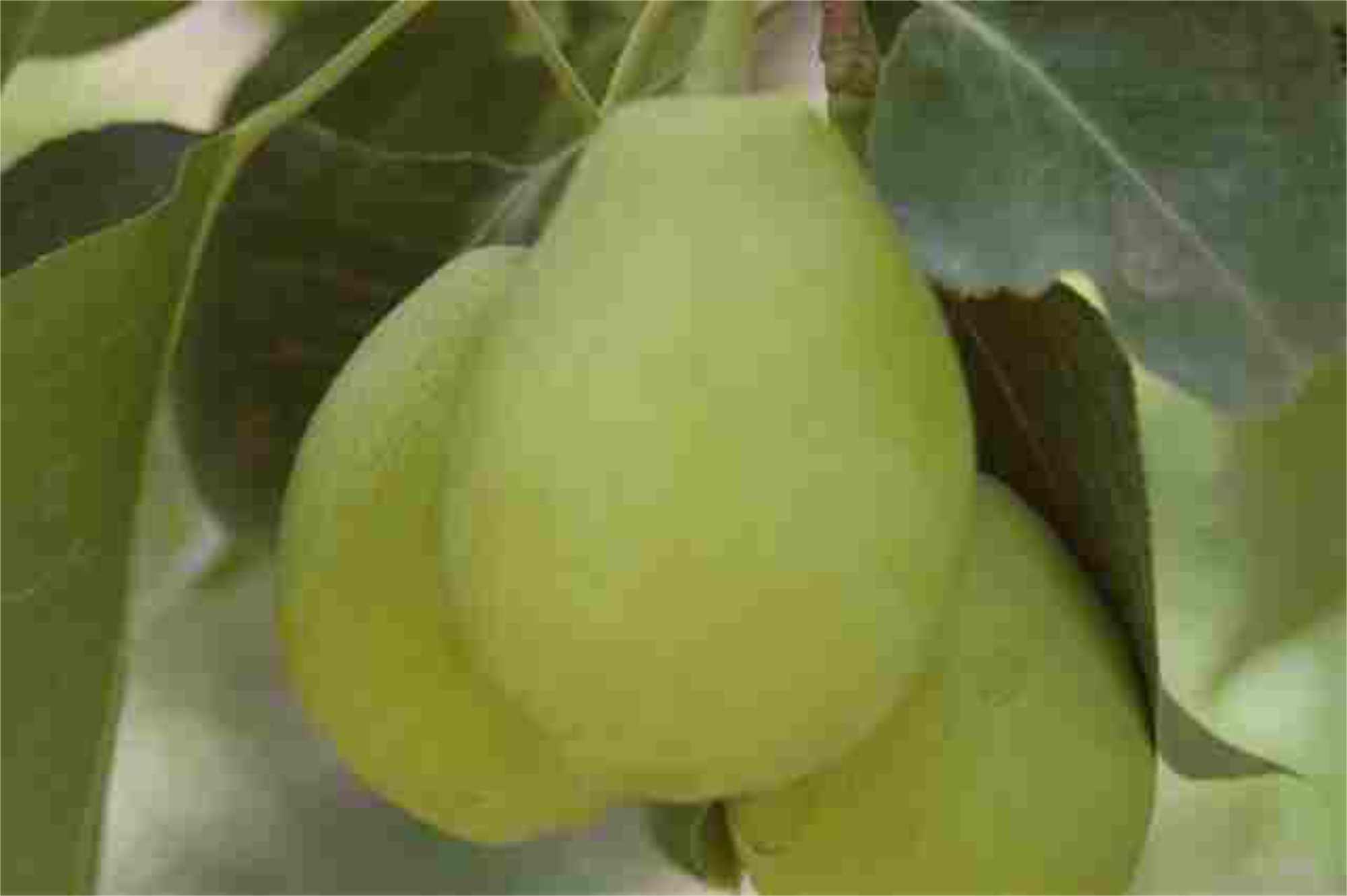 Pears — Fragrant